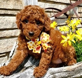 standard poodle pastpuppies